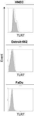 Flow Cytometry: TLR7 Antibody [NB100-56682]