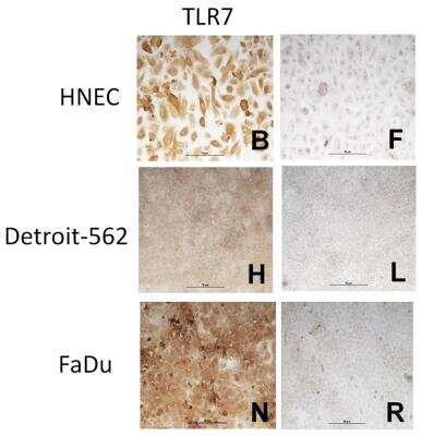 Immunohistochemistry: TLR7 Antibody [NB100-56682]