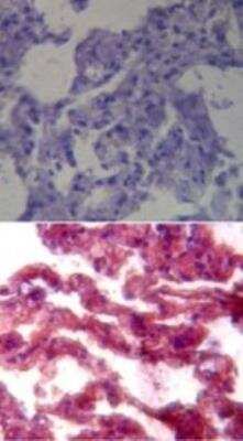 Immunohistochemistry-Paraffin: TLR7 Antibody [NB100-56682]