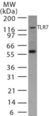 Western Blot: TLR7 Antibody [NB100-56682]