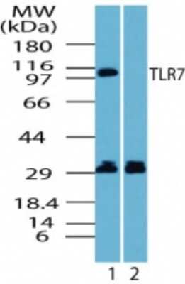 Western Blot: TLR7 Antibody [NBP2-24767]