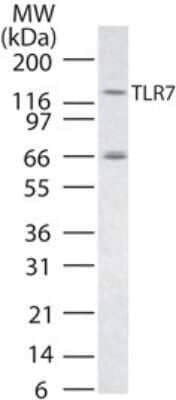 Western Blot: TLR7 AntibodyBSA Free [NBP2-24906]