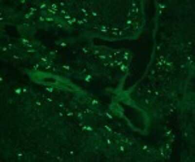 Immunohistochemistry-Frozen: TLR8 Antibody (303F1.14) [DDX0480P-100]