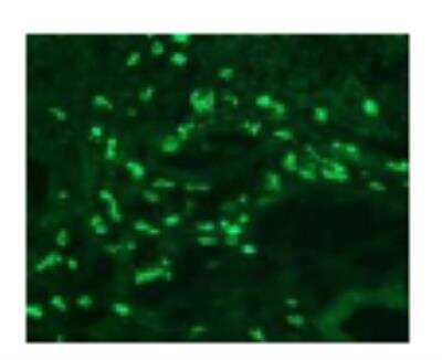 Immunohistochemistry-Frozen: TLR8 Antibody (303F1.14) [DDX0480P-100]