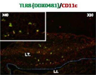 Immunocytochemistry/ Immunofluorescence: TLR8 Antibody (307D3.01) [DDX0481P-100]