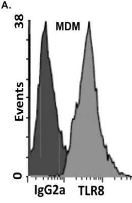 Flow Cytometry: TLR8 Antibody (44C143) - Azide and BSA Free [NBP2-77073]