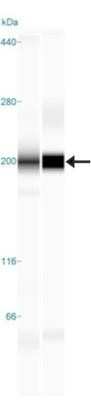 Simple Western: TLR8 Antibody (44C143)Azide and BSA Free [NBP2-77073]