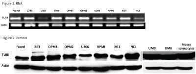 Western Blot: TLR8 Antibody (44C143)Azide and BSA Free [NBP2-77073]