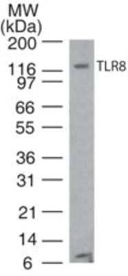 Western Blot: TLR8 Antibody (44C143)Azide and BSA Free [NBP2-77073]