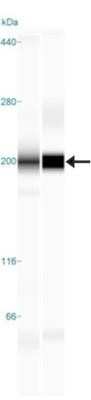 Simple Western: TLR8 Antibody (44C143)BSA Free [NBP2-24917]