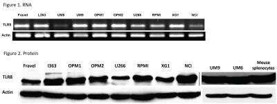 Western Blot: TLR8 Antibody (44C143)BSA Free [NBP2-24917]