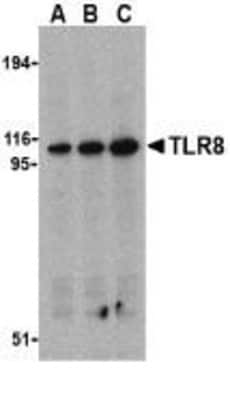 Western Blot: TLR8 AntibodyBSA Free [NBP1-77203]