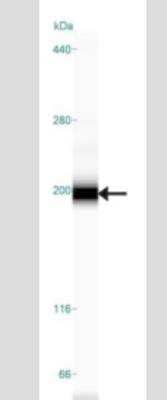 Simple Western: TLR9 Antibody (26C593.2)Azide Free [NBP2-24863]
