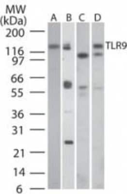 Western Blot: TLR9 Antibody (26C593.2)Azide Free [NBP2-24863]