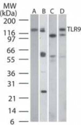 Western Blot: TLR9 Antibody (26C593.2)BSA Free [NBP2-24729]
