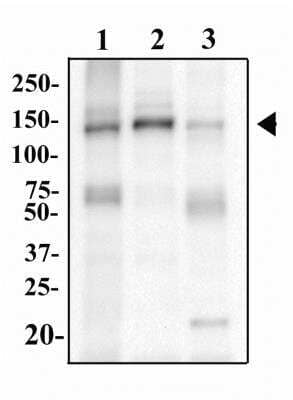 Western Blot: TLR9 Antibody (2A4C6.2E5)BSA Free [NBP2-31150]