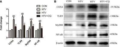 Western Blot: TLR9 AntibodyBSA Free [NBP1-76680]