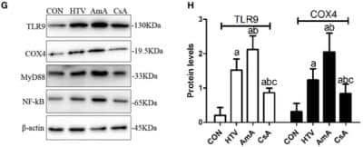 Western Blot: TLR9 AntibodyBSA Free [NBP1-76680]