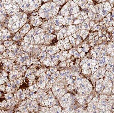 Immunohistochemistry-Paraffin: TLX2 Antibody [NBP1-83973]