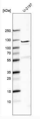 Western Blot: Fibulin 7 Antibody [NBP1-92512]