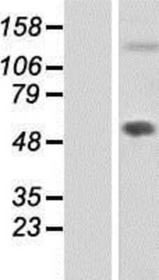 Western Blot: Fibulin 7 Overexpression Lysate [NBP2-05274]