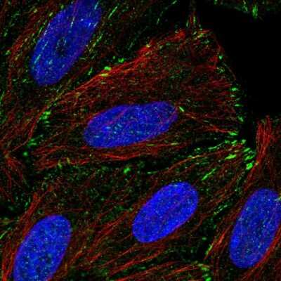 Immunocytochemistry/ Immunofluorescence: TM4SF20 Antibody [NBP2-56496]