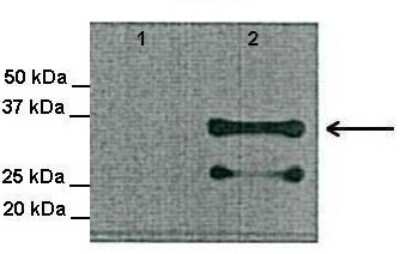 Western Blot: TSPAN8/TM4SF3 Antibody [NBP1-62380]