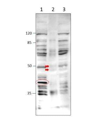 Western Blot: TM6SF2 Antibody [NBP3-12202]