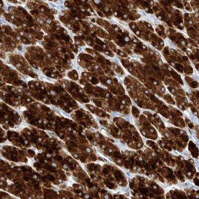 Immunohistochemistry: TM7SF2 Antibody [NBP1-89089]