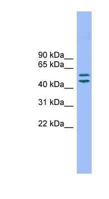 TM7SF2 Antibody (NBP1-80548) | Bio-Techne