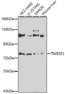 Western Blot: TM9SF1 AntibodyBSA Free [NBP2-93645]