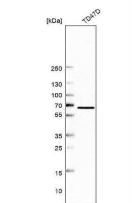 Western Blot: TMC4 Antibody [NBP2-13437]