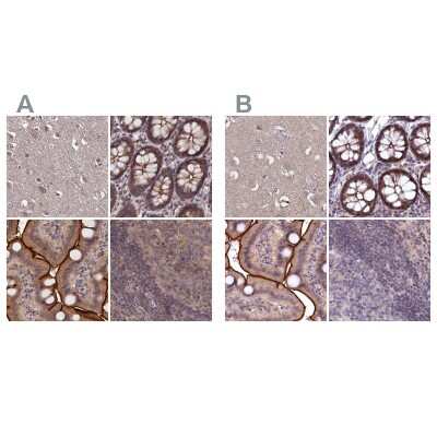 Immunohistochemistry-Paraffin: TMC5 Antibody [NBP1-83697]