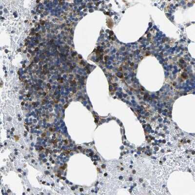 Immunohistochemistry-Paraffin: TMCC2 Antibody [NBP1-93797]