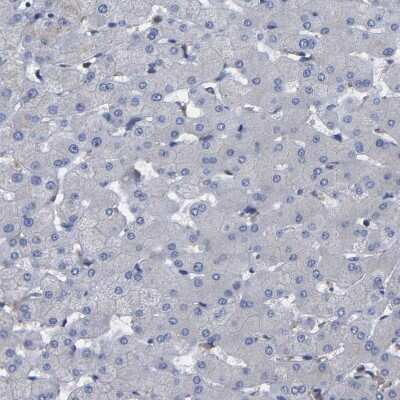 Immunohistochemistry-Paraffin: TMCC2 Antibody [NBP1-93797]