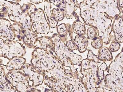 Immunohistochemistry-Paraffin: TMCC2 Antibody [NBP2-97959]