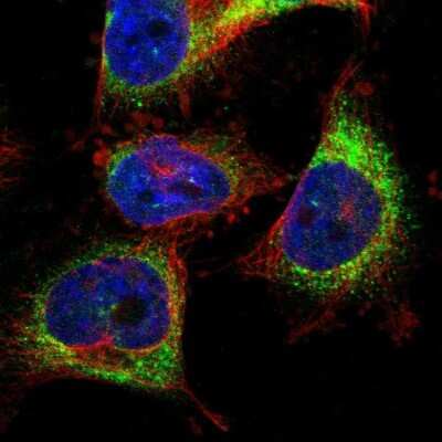 Immunocytochemistry/ Immunofluorescence: TMCC3 Antibody [NBP1-93600]