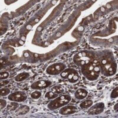 Immunohistochemistry-Paraffin: TMCO1 Antibody [NBP3-17548]