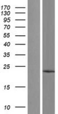 Western Blot: TMCO1 Overexpression Lysate [NBL1-16976]