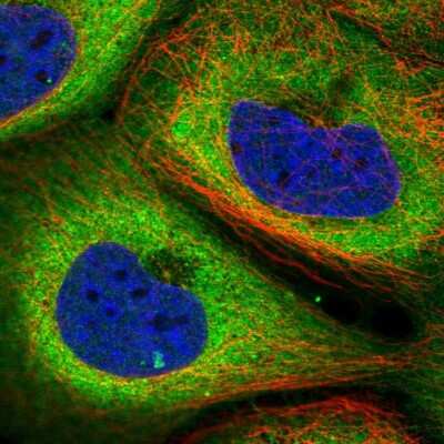 Immunocytochemistry/ Immunofluorescence: TMCO3 Antibody [NBP2-47603]