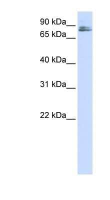 Western Blot: TMCO3 Antibody [NBP1-62589]