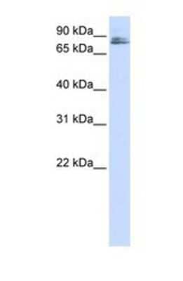 Western Blot: TMCO3 Antibody [NBP1-69596]