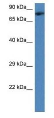 Western Blot: TMCO3 Antibody [NBP1-79207]