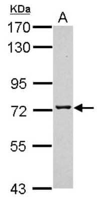 Western Blot: TMCO3 Antibody [NBP2-20660]