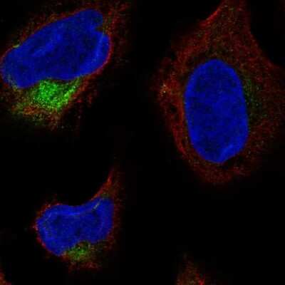Immunocytochemistry/ Immunofluorescence: TMCO4 Antibody [NBP2-58413]