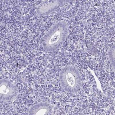 Immunohistochemistry-Paraffin: TMCO5 Antibody [NBP2-34166]