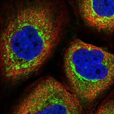 Immunocytochemistry/ Immunofluorescence: TMCO7 Antibody [NBP1-82286]