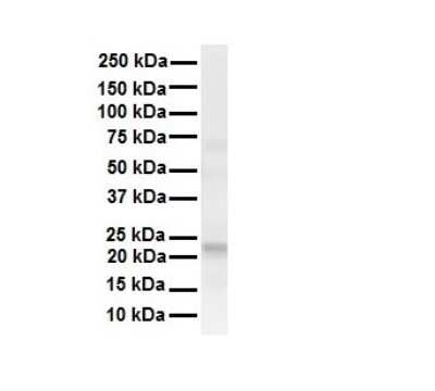 Western Blot: TMED1 Antibody [NBP1-62557]