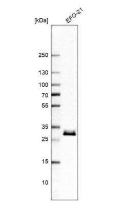 Western Blot: TMED1 Antibody [NBP1-81595]