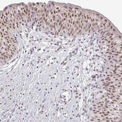 Immunohistochemistry-Paraffin: TMED5 Antibody [NBP2-13440]